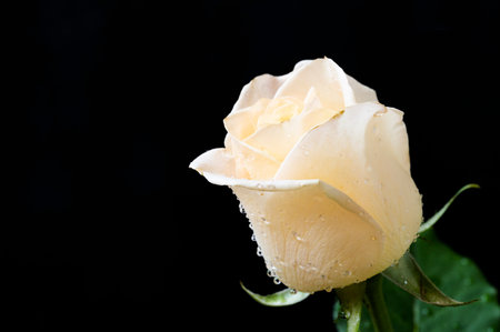 White rose with water drops on black background, shallow depth of fieldの写真素材