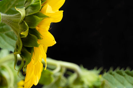 Beautiful yellow sunflowers on a black background, close upの写真素材