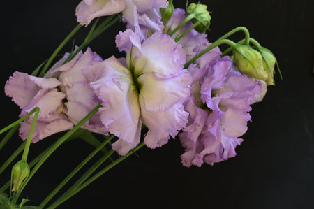 bouquet of eustoma flowers on black background close upの写真素材