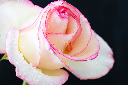 white and pink rose with water droplets on petals on black backgroundの写真素材
