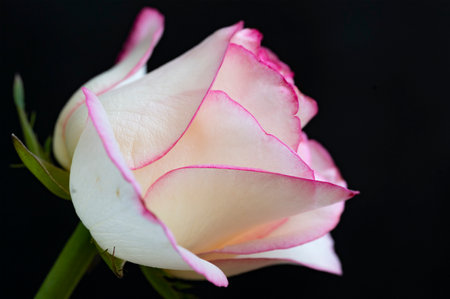 Pink and white rose on black background. Shallow depth of field.の写真素材