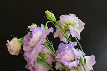 Bouquet of purple eustoma flowers on black background.の写真素材