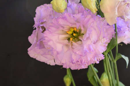 Bouquet of eustoma flowers, closeup of photoの写真素材