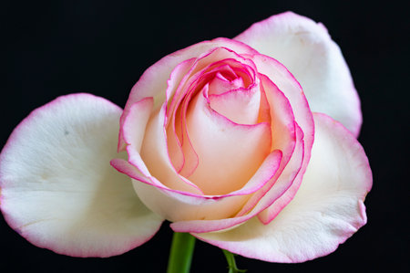pink and white rose isolated on black background, valentines dayの写真素材
