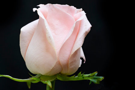 Beautiful pink rose on black background, close-up, macroの写真素材