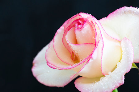 Beautiful white rose with water drops on black background, close upの写真素材