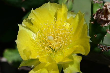 Yellow prickly pear cactus flower close-up, selective focusの写真素材