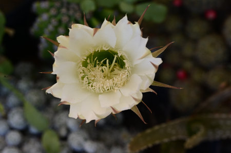 Close up of a cactus flower with white petals and green leavesの写真素材