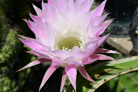 Close up of Echinopsis cactus flower with pink petalsの写真素材