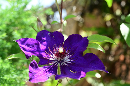 Purple clematis flower in the garden on a sunny dayの写真素材