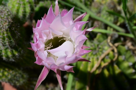Flower of the cactus (Echinopsis cactus)の写真素材