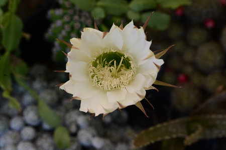 Cactus flower with white petals, closeup of photo.の写真素材