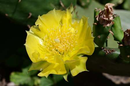 Yellow prickly pear cactus flower (Opuntia cactus)の写真素材