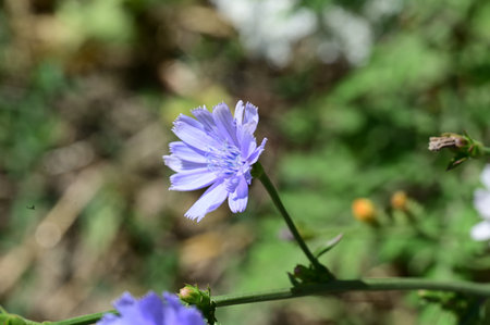 Cichorium intybus, also known as common chicoryの写真素材