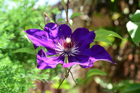 Purple clematis flower in the garden on a sunny dayの写真素材