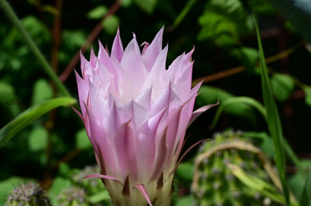 pink flower of cactus in the garden, closeup of photoの写真素材