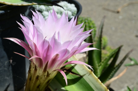 pink cactus flower in the garden, closeup of photoの写真素材