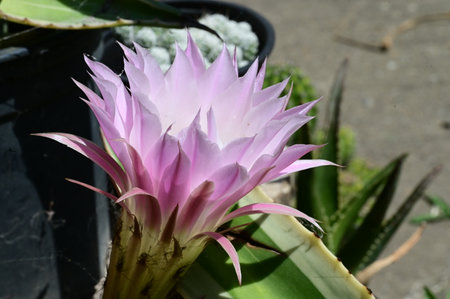 Cactus flower blooming in the botanical garden, close upの写真素材