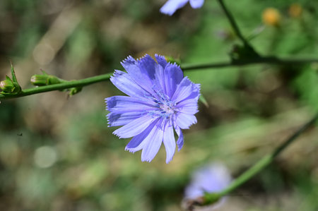 Chicory flower (Cichorium intybus)の写真素材