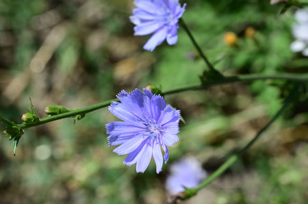Chicory flowers on a green background. Chicory flower.の写真素材