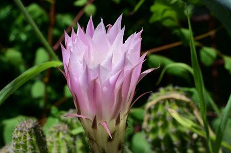 Cactus flower, Gymnocalycium mihanovichiiの写真素材
