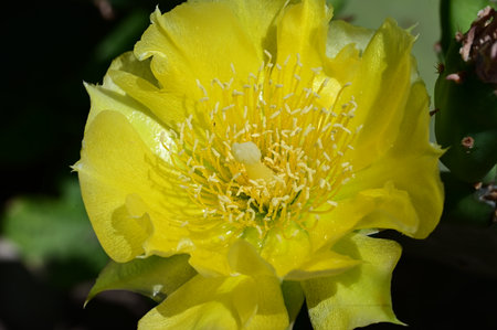 Yellow prickly pear cactus flower on a green background close-upの写真素材
