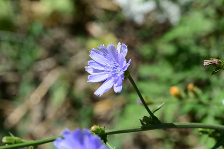 Cichorium intybus, also known as common chicoryの写真素材