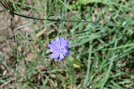 Common chicory (Cichorium intybus) flowerの写真素材