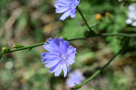 Chicory flower (Cichorium intybus)の写真素材