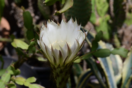 Close up of Echinopsis cactus flower blooming in the gardenの写真素材