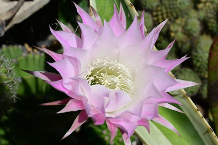 Close up of Echinopsis tubiflora flower in bloomの写真素材