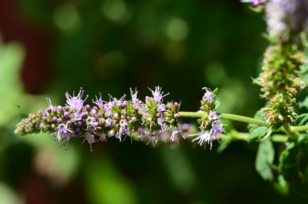 Close-up of a spearmint plant in bloom with blurred backgroundの写真素材