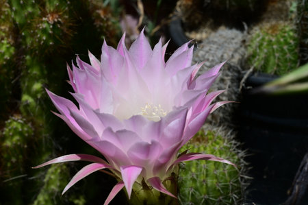 Cactus flower blooming in the botanical garden, stock photoの写真素材