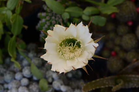 Cactus flower with white petals and green leaves on blurred backgroundの写真素材