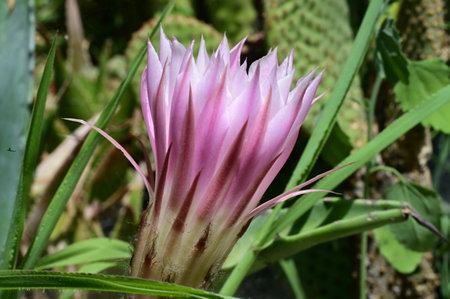 Flower of Echinocereus cactus, Gran Canaria, Spainの写真素材