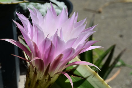 Beautiful pink cactus flower blooming in botanical garden.の写真素材