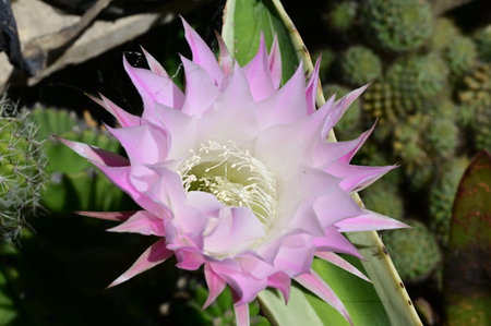 Beautiful cactus flower blooming in the botanical garden.の写真素材
