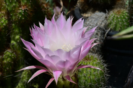 Pink cactus flower blooming in botanical garden, Thailand.の写真素材