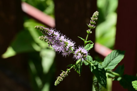 Peppermint (Mentha spicata) in bloomの写真素材