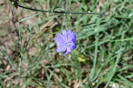 Chicory flower on the meadow. Chicory flower.の写真素材