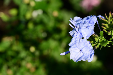 Blue flowers in the garden. Shallow depth of field. Selective focus.の写真素材