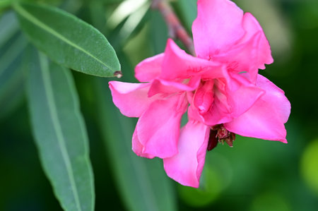 Pink oleander flower in the garden. (Nerium oleander)の写真素材