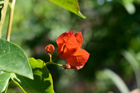 Red bougainvillea flower in the garden, Thailand.の写真素材