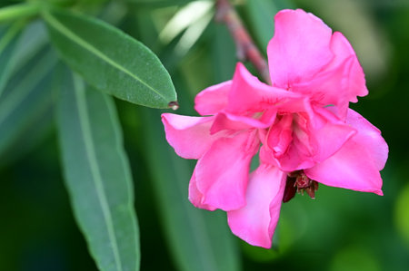 Pink oleander flower blooming in the garden, stock photoの写真素材