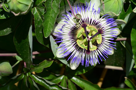 Passiflora caerulea - Passiflora caeruleaの写真素材