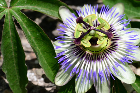 Passiflora caerulea, Passiflora caerulea, passion flowerの写真素材