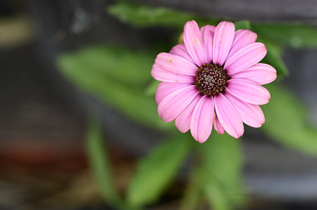 beautiful pink daisy flower in the garden, close-upの写真素材
