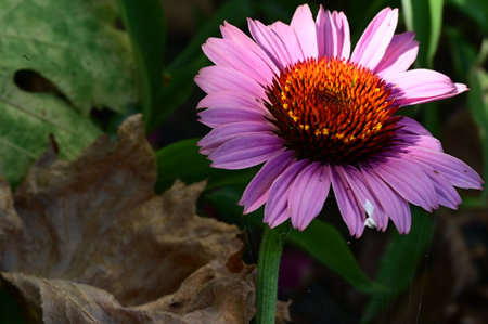 Purple Echinacea flower in the garden, close-upの写真素材