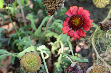 Beautiful red flower blooming in the garden in springtime.の写真素材