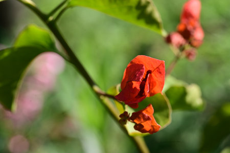 Red bougainvillea flower in the garden, Thailand.の写真素材